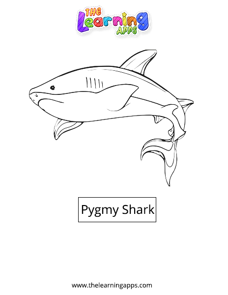Pygmy Shark