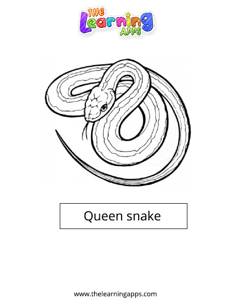 Queen snake