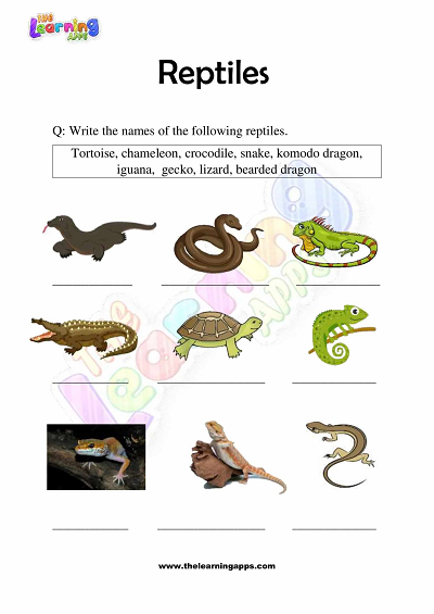 Reptiles Worksheets for Grade 3 – Activity 5