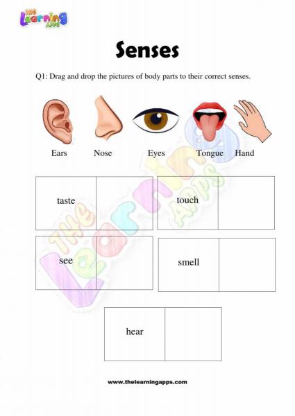 Senses Worksheet - Grade 2 - Activity 4
