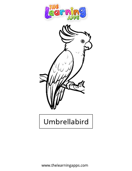 Umbrellabird