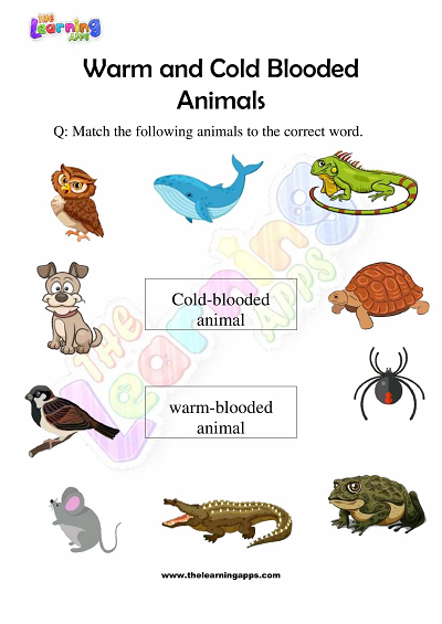 Free Warm and Cold Blooded Animals Worksheets for Grade 3
