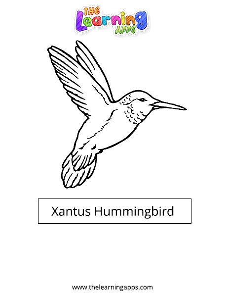 Burung Kolibri Xantus