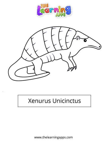 Xenurus Unicinctus