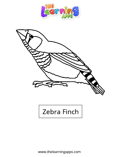 Zebra Finch