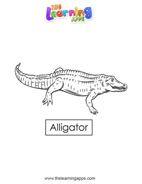 alligatore 05
