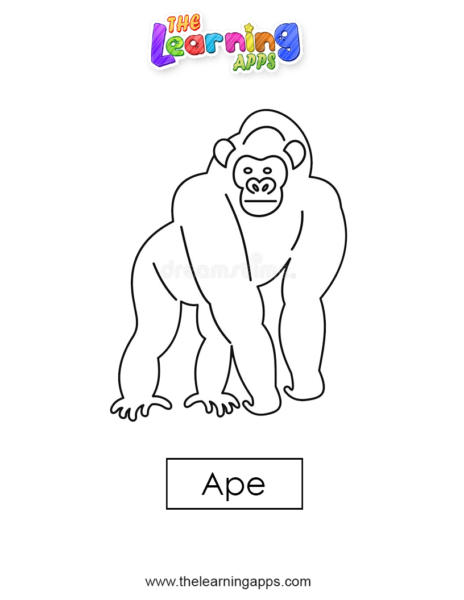 القرد 03