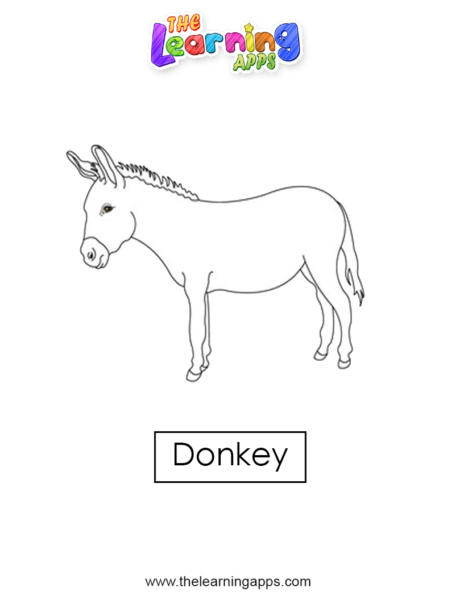 donkey 05