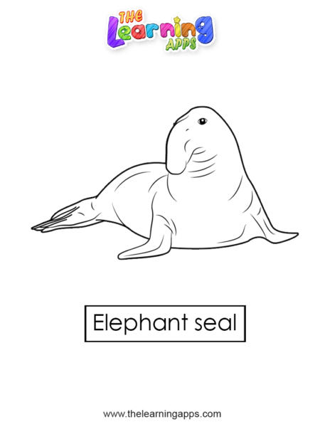 elephant-seal 03