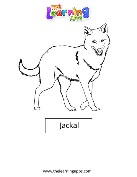 jackal