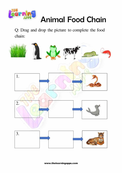 Animal Food Chain 06